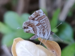 Cacyreus marshalli