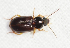Stenolophus marginatus
