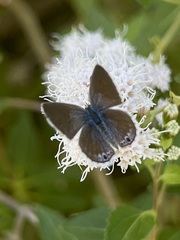 Echinargus isola