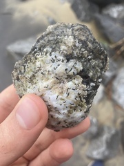 Crassostrea virginica