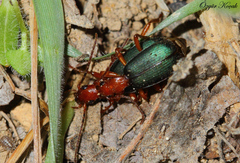 Brachinus crepitans