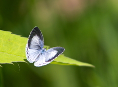 Celastrina neglecta