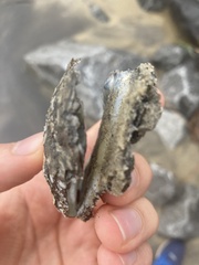 Crassostrea virginica