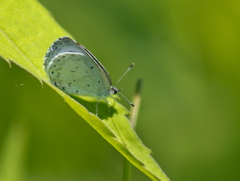 Celastrina neglecta