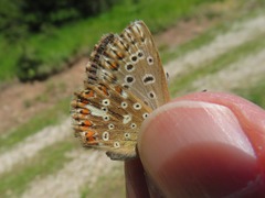 Polyommatus coridon