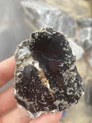 Crassostrea virginica