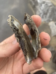 Crassostrea virginica