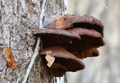 Fuscoporia gilva