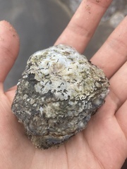 Crassostrea virginica