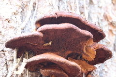 Fuscoporia gilva
