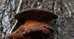 Fuscoporia gilva