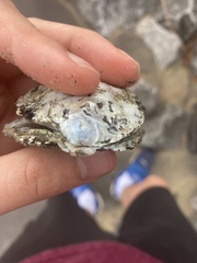 Crassostrea virginica