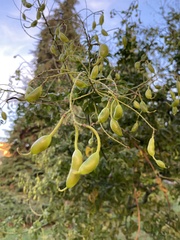 Styphnolobium