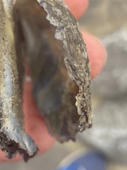 Crassostrea virginica