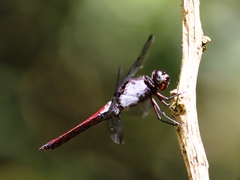 Libellula herculea