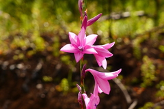 Watsonia borbonica