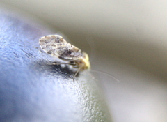 Trichadenotecnum alexanderae