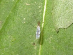 Trichoceridae