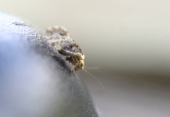 Trichadenotecnum alexanderae