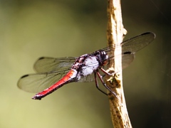 Libellula herculea