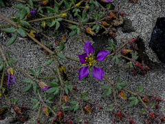 Fagonia chilensis