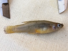 Poeciliidae