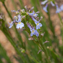 Lobelia comosa