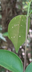 Dialeurodes citri