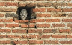 Athene noctua