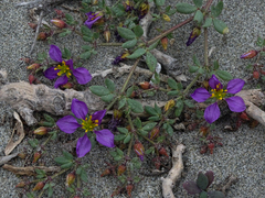 Fagonia chilensis
