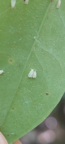 Whitefly