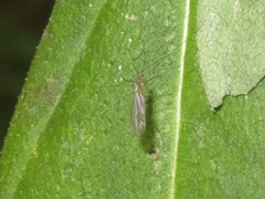 Trichoceridae