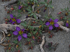 Fagonia chilensis