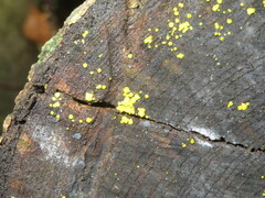 Calycina claroflava