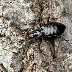 Limodromus assimilis