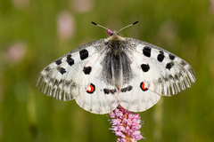 Parnassius apollo