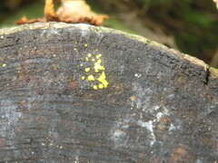 Calycina claroflava