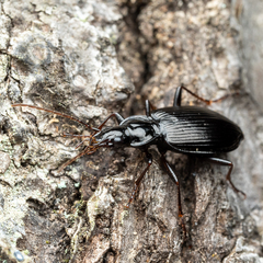 Limodromus assimilis