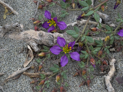 Fagonia chilensis