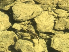 Hypentelium nigricans