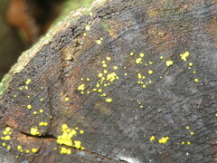 Calycina claroflava