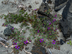Fagonia chilensis