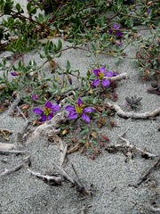 Fagonia chilensis