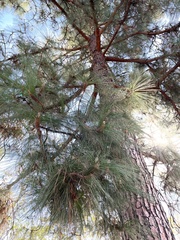 Pinus canariensis