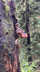 Ganoderma oregonense