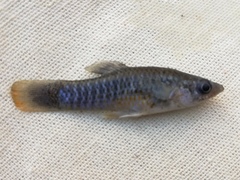 Poeciliidae