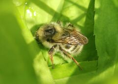 Bombus deuteronymus