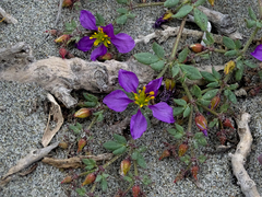 Fagonia chilensis