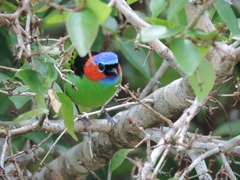 Tangara cyanocephala