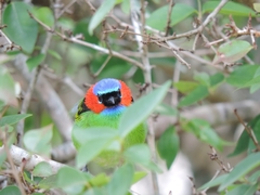 Tangara cyanocephala
